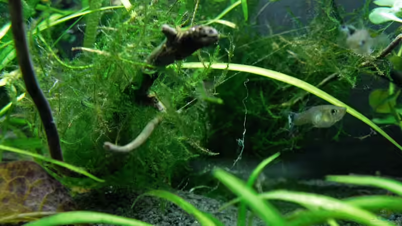 Guppy-Dame ca. 2 Monate alt von Mario74 (19)