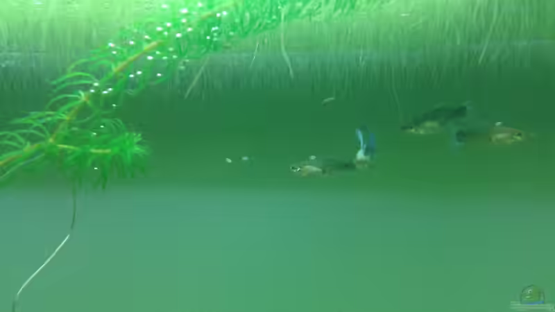 Guppy für die Kinder ;) und alle Schwanger von er1301 (33)