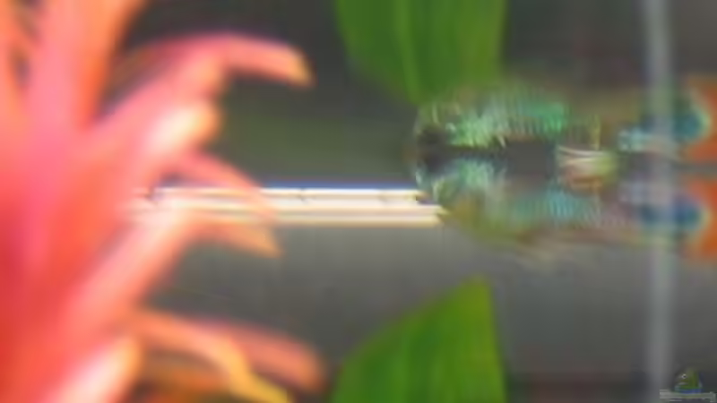 Guppy Hybride Männlich (leider extrem schwer zu fotografieren) von Silvia (17)
