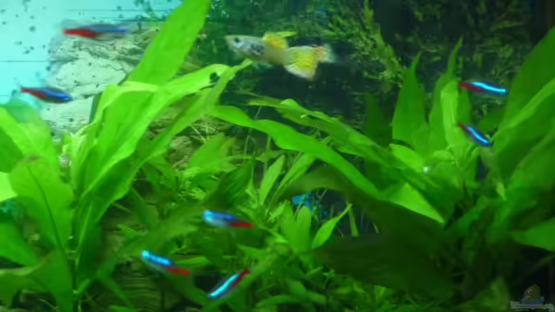 Guppy im Kreise der Neons von Noreia (28)