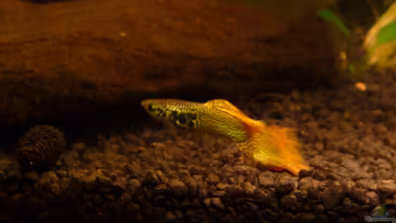 Guppy ´Karlchen´ von Noreia (33)