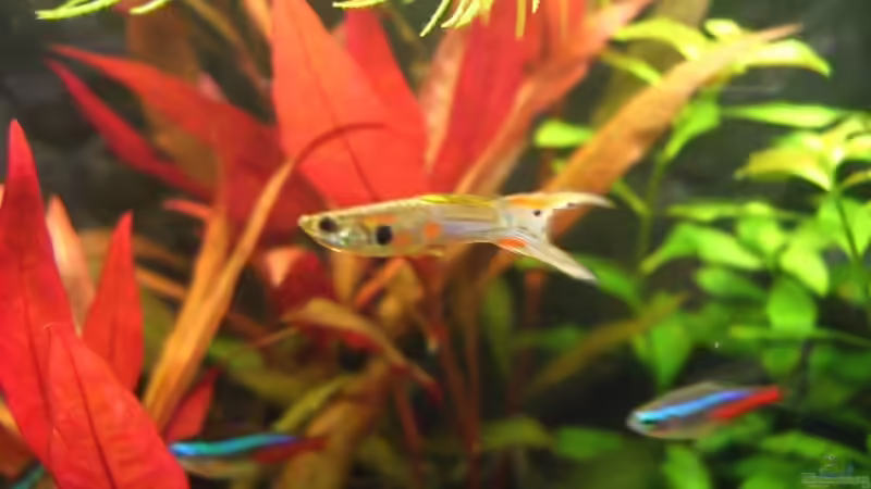 Guppy (m) von Jens und Nancy Döring (17)