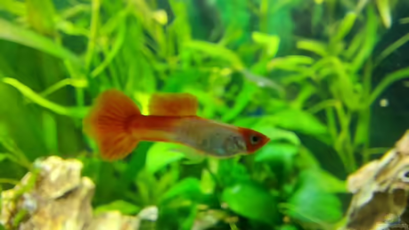 Guppy Männchen  von Alex Rieger (31)