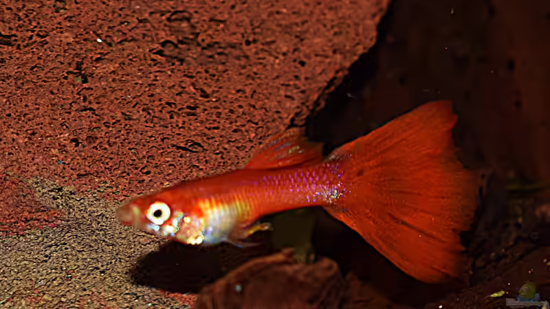 Guppy Männchen am 22.12.2019 von David Schneider Aquaristik (37)