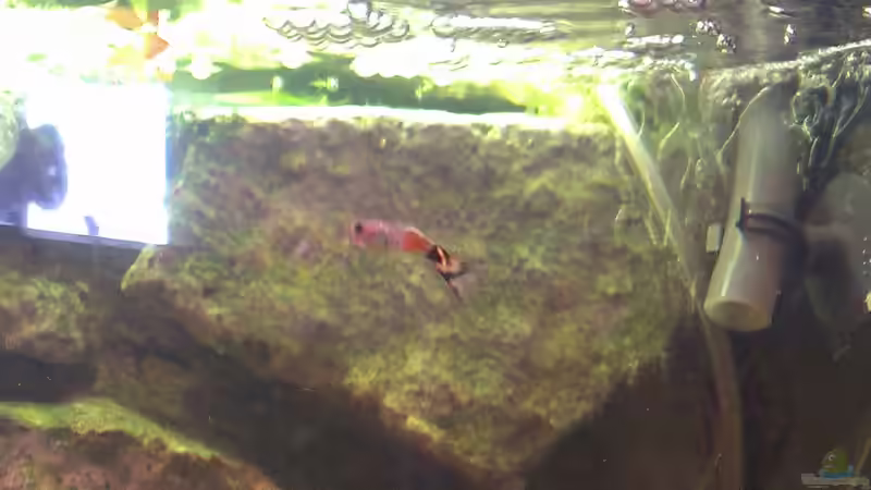 Guppy Männchen aus eigener Nachzucht von Jan H. (30)