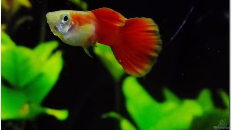 Guppy Männchen klein von TDG (21)