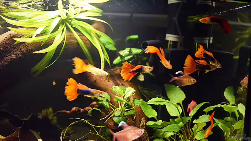 Guppy Männchen und die White Fins von David Schneider Aquaristik (34)