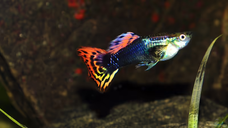 Guppy Männchen von bigbeef (29)