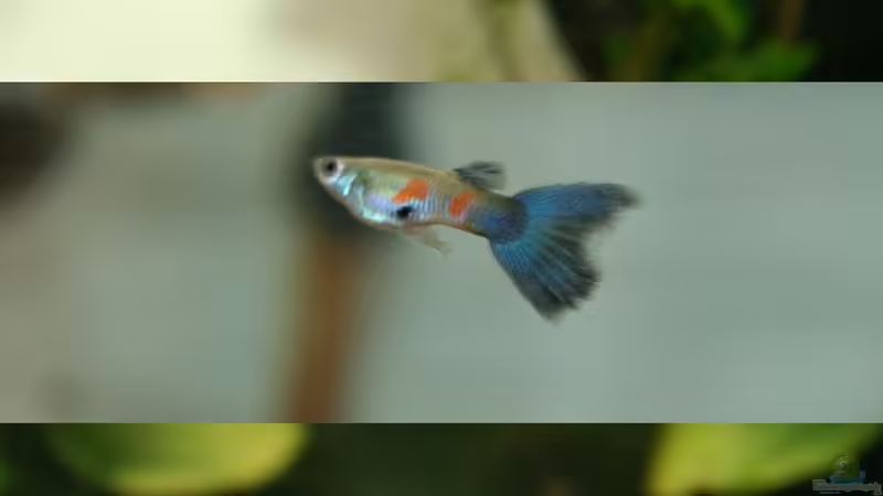 Guppy Männchen von Triameh (9)