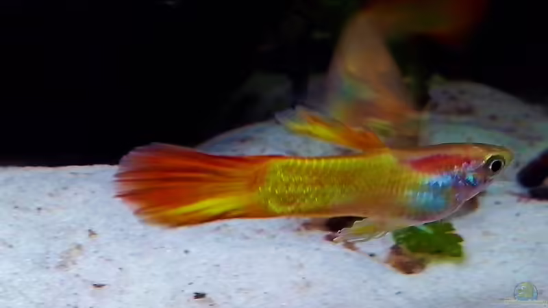Guppy Männchen von zwilling1662000 (5)