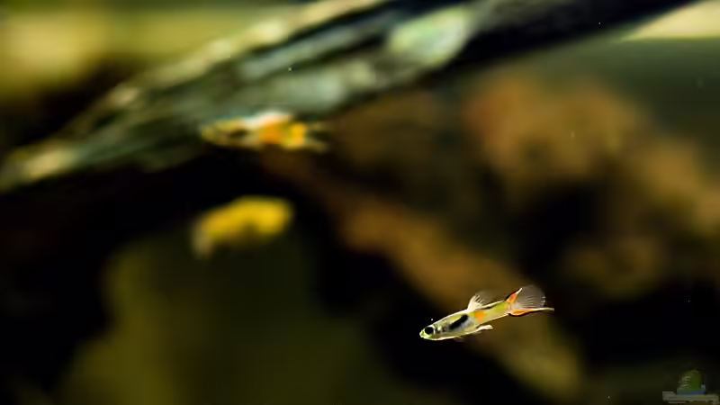 Guppy Männchen (Wildform) von Benjamin Hamann (33)