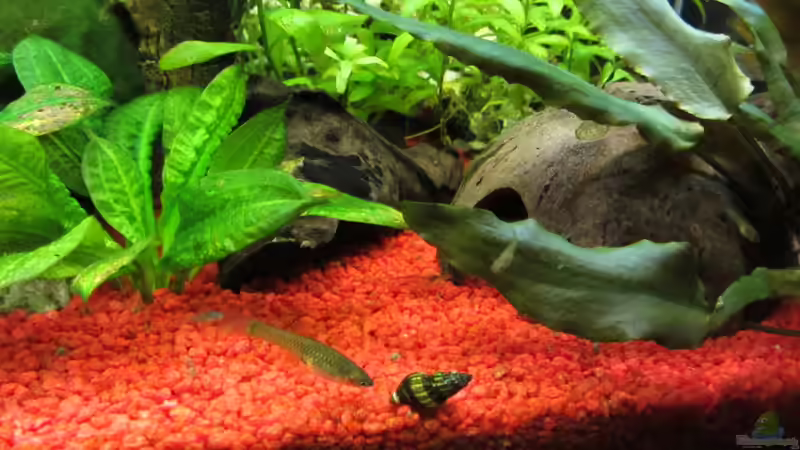 Guppy mit 2x Nachwuchs und Red Fire Garnele (Suchbild) von Hobbl (13)