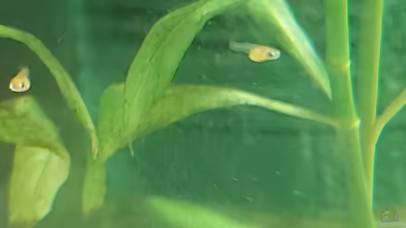 Guppy Nachwuchs  von Alex Rieger (35)