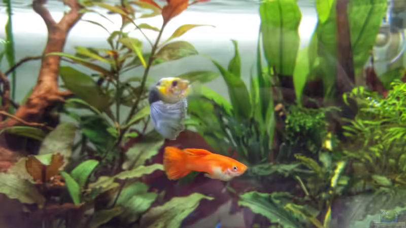 Guppy Orange und Blau von Solvin (39)