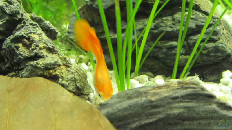Guppy (orange) von Locke1992 (24)