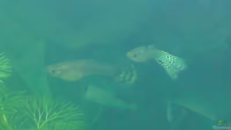 Guppy Paar von Mike Zolda (3)