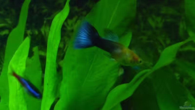 Guppy ´Paulchen´ verstorben Jan 2011 von Noreia (29)