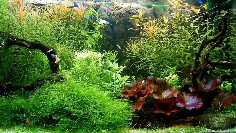 Guppy Tank von zaffa (4)