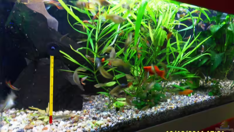 Guppy und co im Wasseraufbereitungsraum von Ulrich Sauerhering (49)