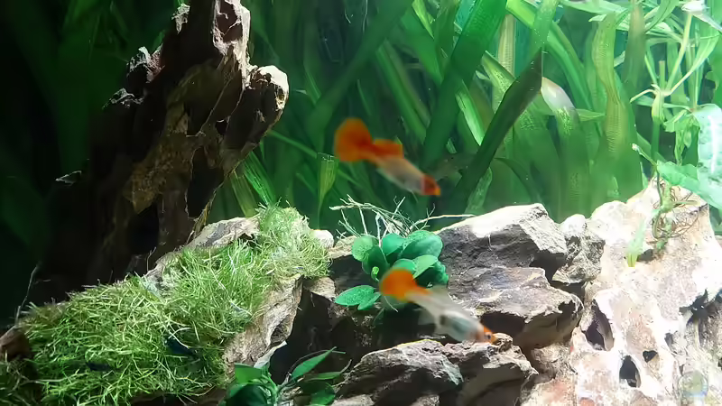 Guppy von Alex Rieger (18)