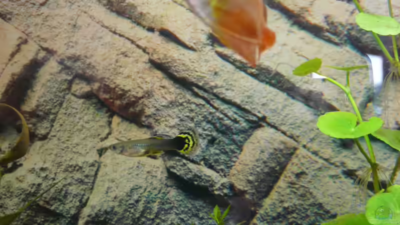 Guppy von ATinUN (10)