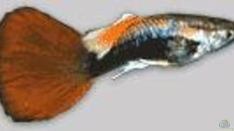 Guppy von Björn Krüger (18)