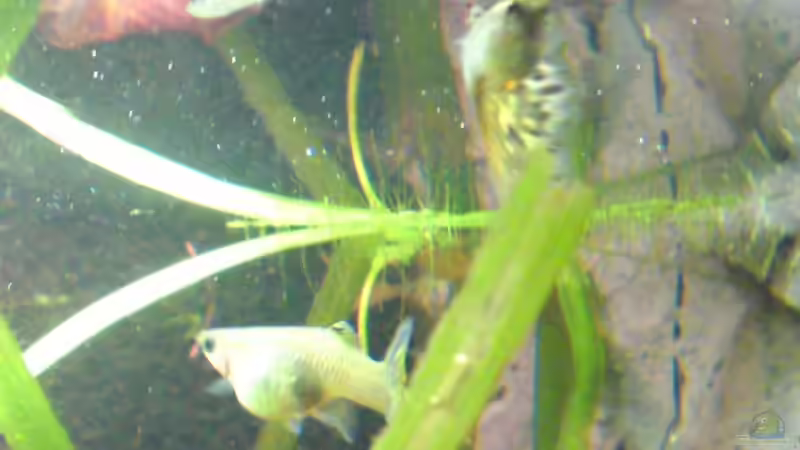 Guppy von Debby & Daniel (25)