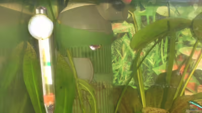 Guppy von Hans Holten (10)