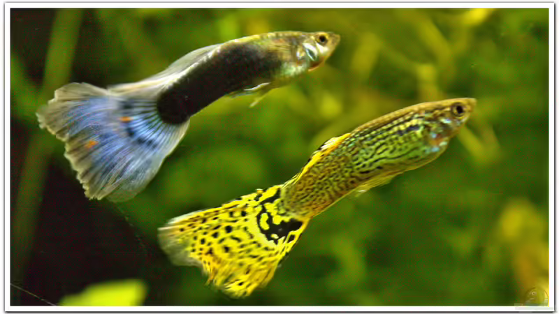 Guppy von hotwheelz (31)