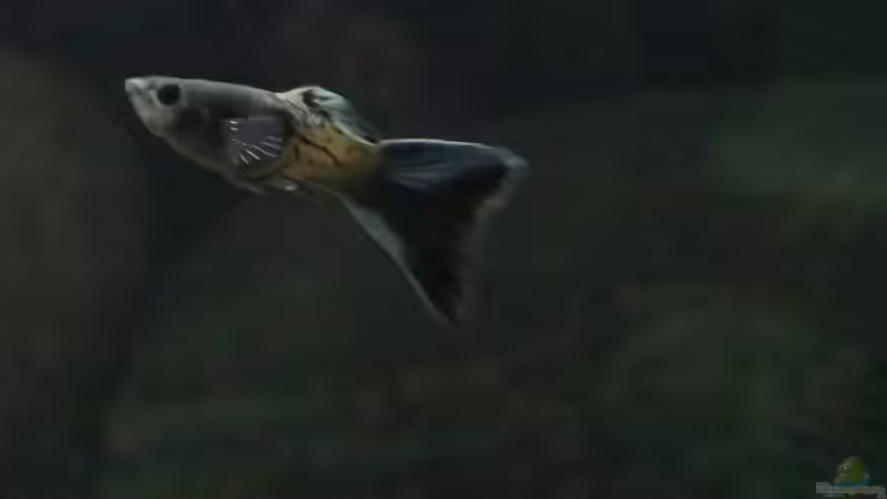 Guppy von Kristin89 (12)