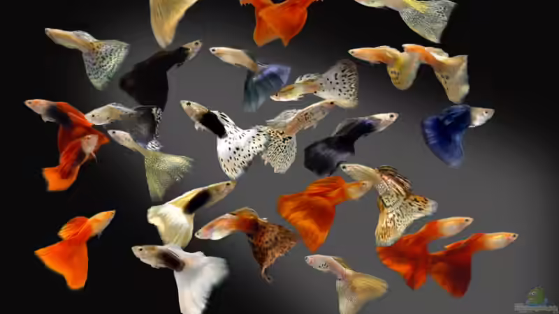 Guppy von Maik+Lene (5)
