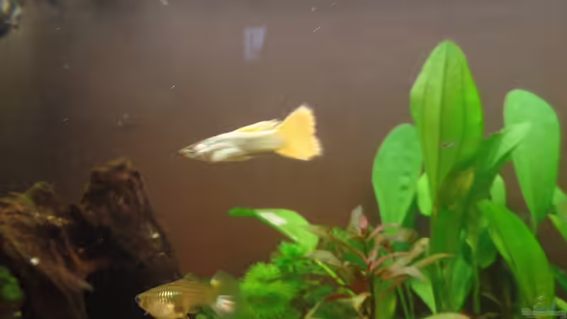 Guppy von raubsau (51)