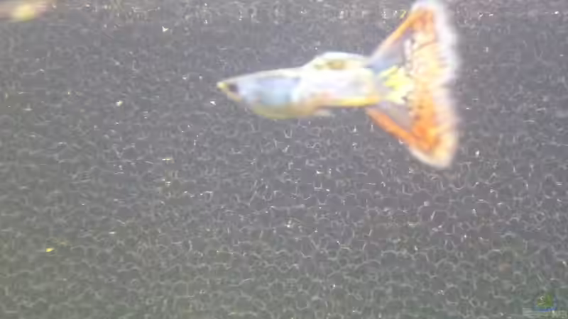 Guppy von Stefan E. (23)