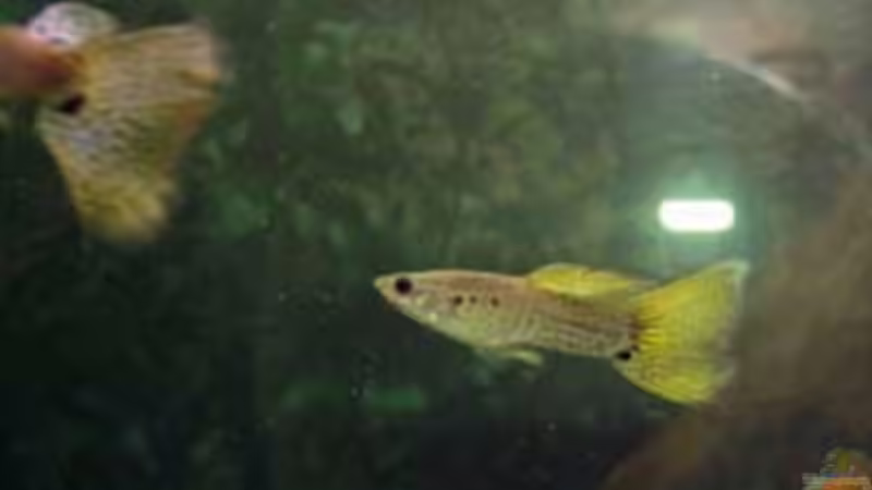 Guppy von Sven Lochner (7)