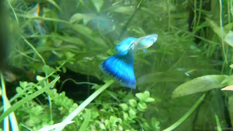 Guppy von zaffa (6)