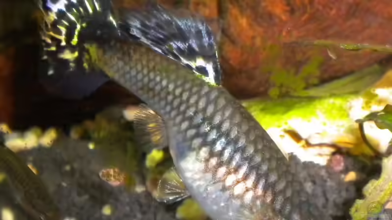 Guppy Weibchen von Marci (12)