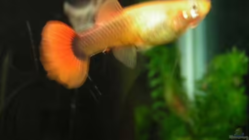 Guppy-Weibchen von Sado-Uwe (31)