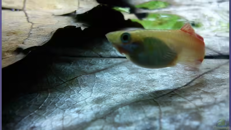 Guppy Weibchen von TDG (25)