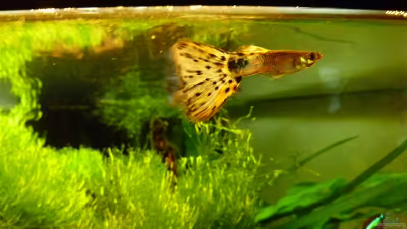 Guppy2 von tanja4 (15)