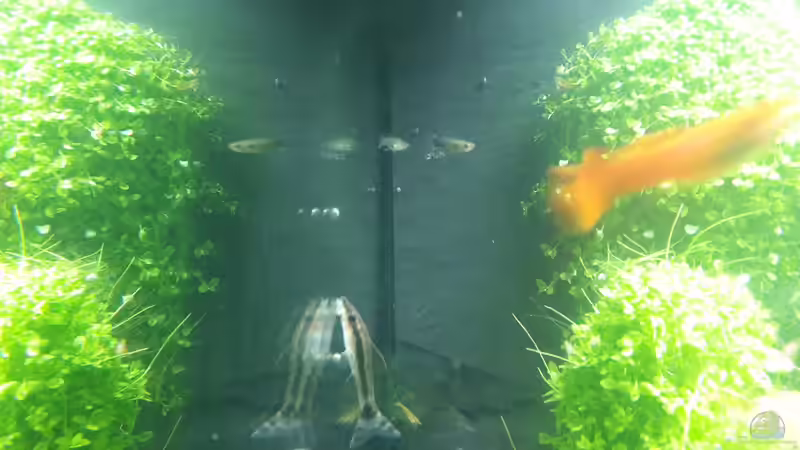 Guppymännchen, Längsstreifen Ohrgitterharnischwels und Guppynachwuchs im Hintergrund von Schallex (23)