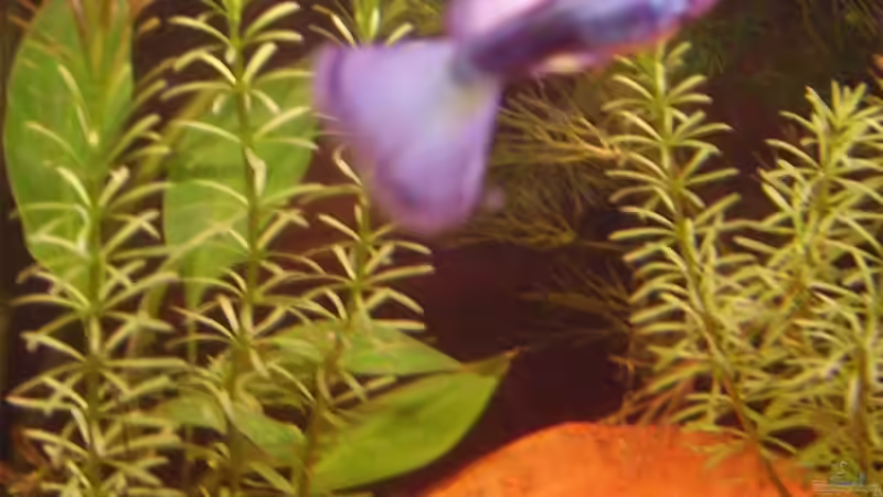 Guppymännchen 1 von Sandra Stoffels (17)