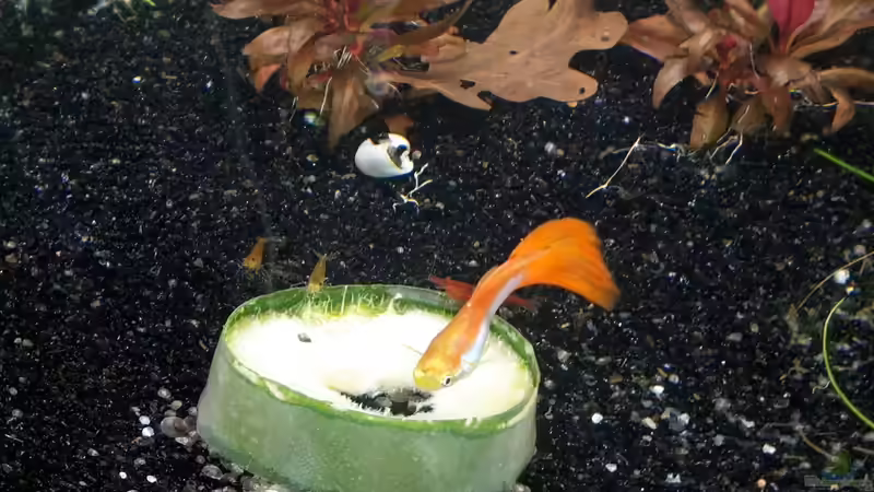 Guppymännchen freut sich ebenfalls über Gurke von Schallex (26)