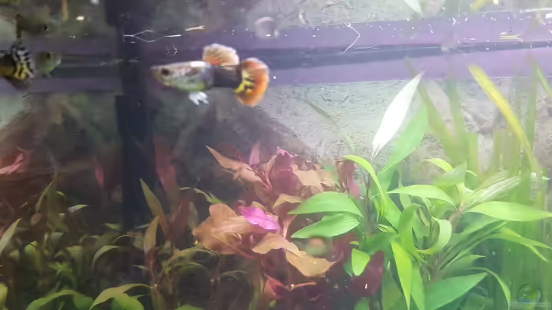 Guppymännchen von susie123 (5)