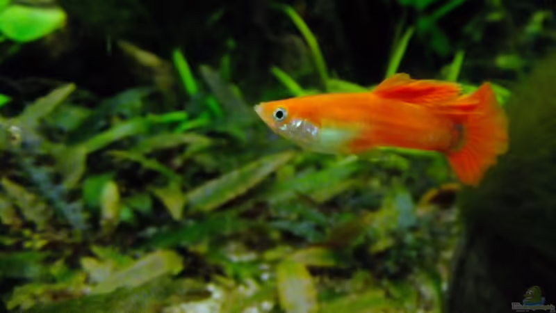Guppymännchen von TDG (27)