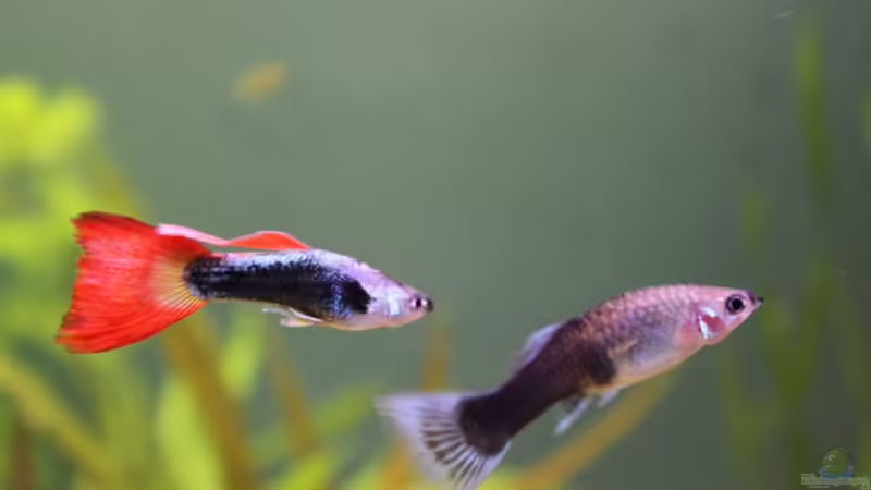 Guppys  von Stefan F. (18)