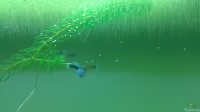 Guppys again von er1301 (34)