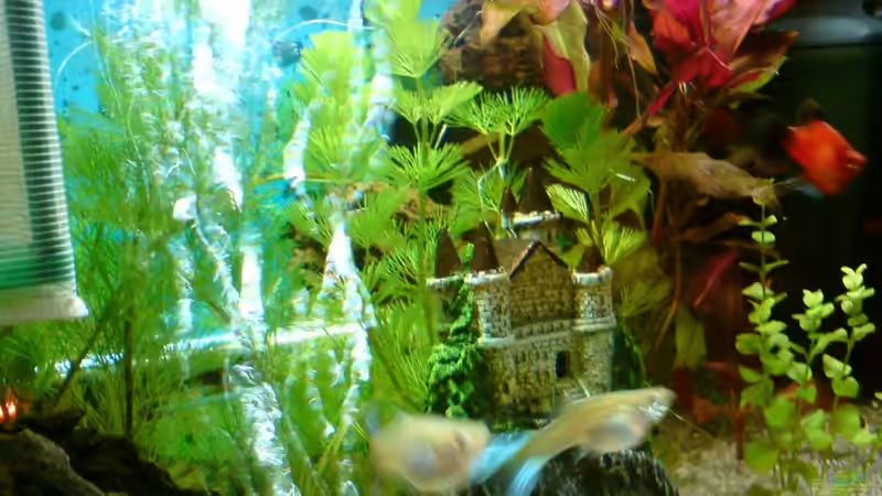 Guppys und der Platy von DaVeyD (20)