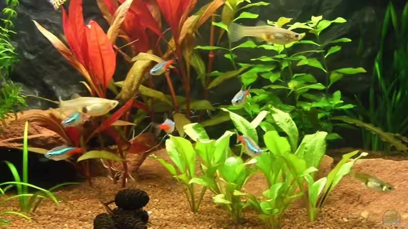 Guppys und Neonsalmer von Jens und Nancy Döring (18)