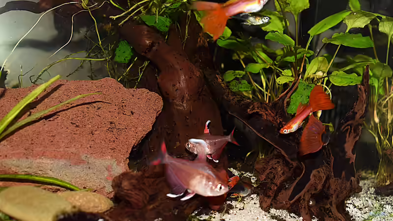 Guppys und White Fins am 22.12.2019 von David Schneider Aquaristik (35)