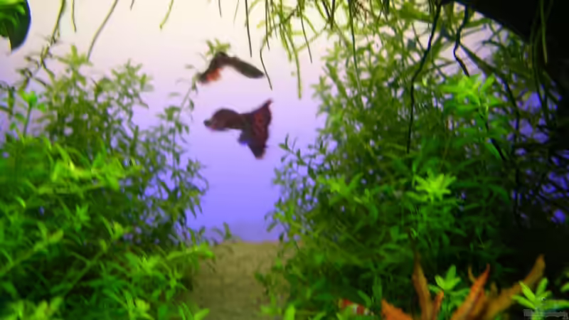 Guppys under the Bogen von Fredo Fuss (36)